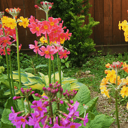 Примула Буллесиана