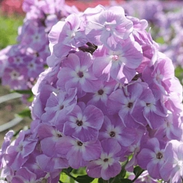 Флокс метельчатый Мирослав