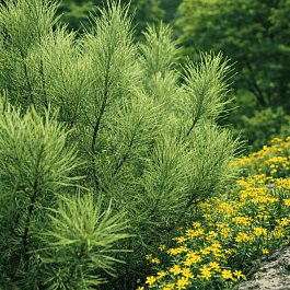 Ива лохолистная Angustifolia