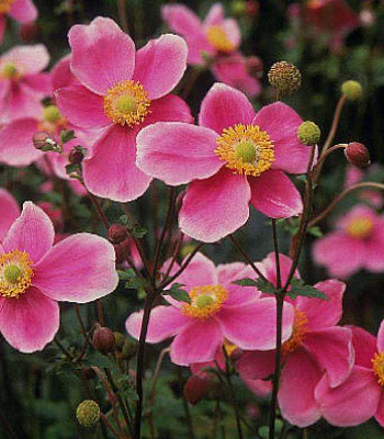 Анемона хубейская Прекокс