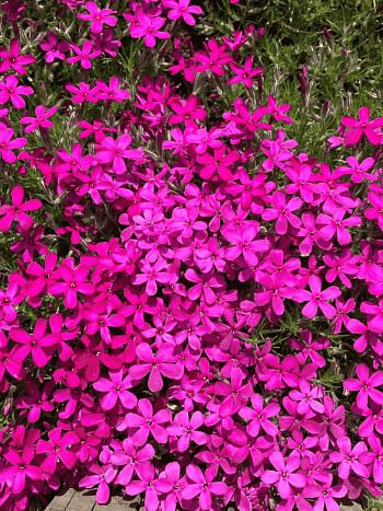 Флокс дугласа Ochsenblut