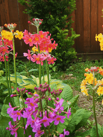 Примула Буллесиана