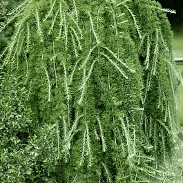 Лиственница европейская