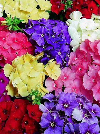 Флокс метельчатый Mix