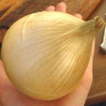 Лук репчатый Чемпион F1 Лук репчатый Чемпион F1