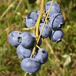 Голубика Каз Плишка