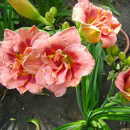 Лилейник гибридный Джаст Май Сайз НАБОР 2ШТ (1+1)