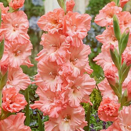 Гладиолус гофрированный Блашд Лук