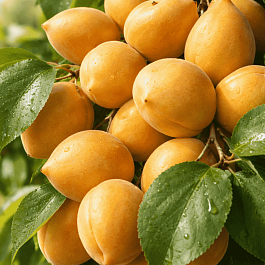 Абрикос Манитоба