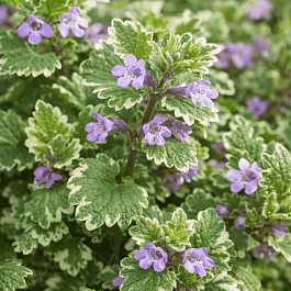 Будра плющевидная Variegata