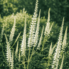 Вероникаструм виргинский Diana