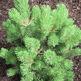 Сосна горная Mumpitz