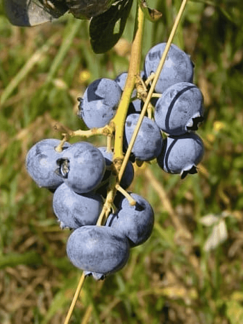 Голубика Каз Плишка