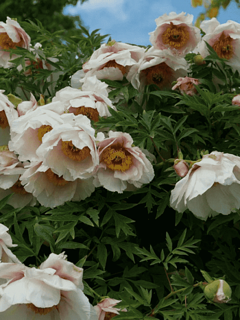 Пион Древовидный Helene Martin