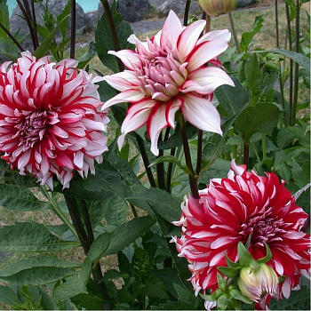 Георгина Декоративная Санта Клаус