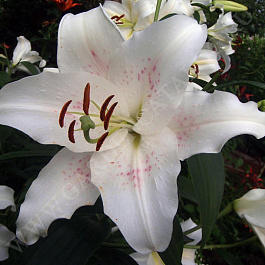 Лилия ЛОО-гибрид Игл