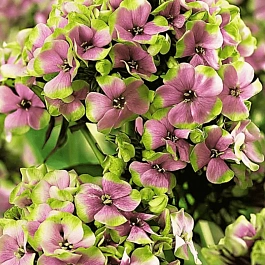 Флокс метельчатый Sherbet Blend