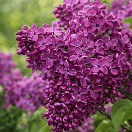 Сирень обыкновенная Анна Шиач