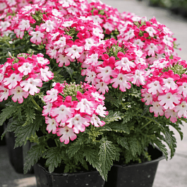 Вербена гибридная Obsession Twister Red