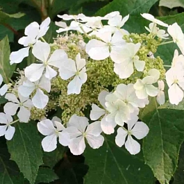 Гортензия дуболистная Ice Crystal