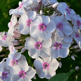 Флокс метельчатый Europa