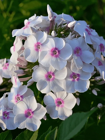 Флокс метельчатый Europa