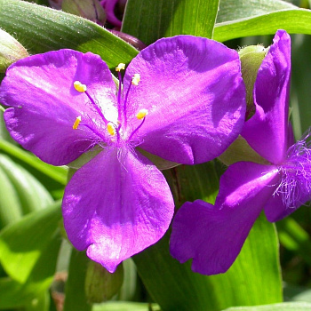 Традесканция Андерсона Ред Грейп