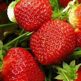 Земляника садовая Симфония