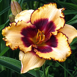 Лилейник гибридный Мусака НАБОР 2ШТ (1+1)