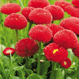 Маргаритка многолетняя Tasso Red