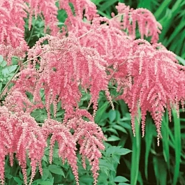Астильба Тунберга Straussenfeder
