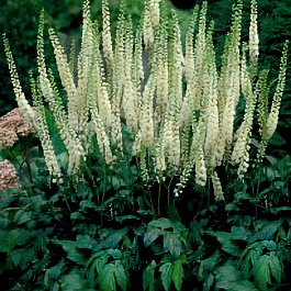 Клопогон простой Вайт Перл