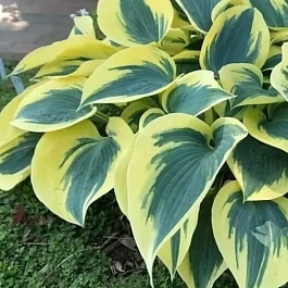 Хоста Autumn Frost