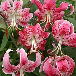 Лилия видовая Прекрасная Рубрум Лилия видовая Прекрасная Рубрум