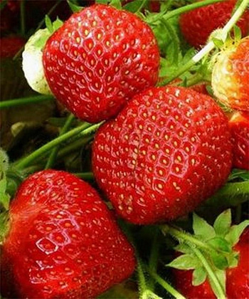 Земляника садовая Симфония