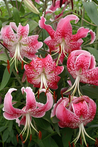 Лилия видовая Прекрасная Рубрум