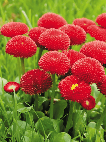 Маргаритка многолетняя Tasso Red