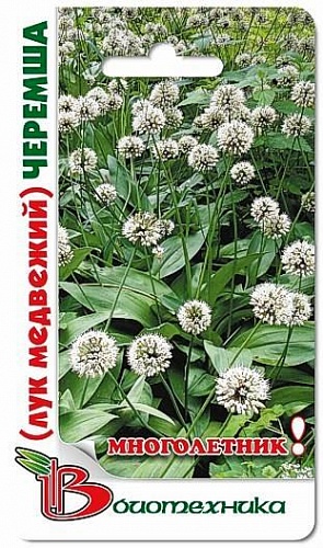 Лук Медвежий Черемша