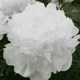 Пион травянистый Madame Claude Tain