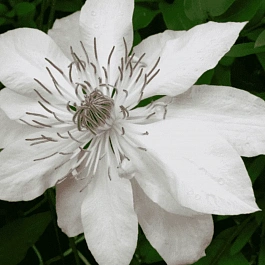 Клематис гибридный Matka Urszula Ledóchowska