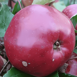 Яблоня Антей