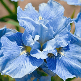 Ирис сибирский Mission Bay