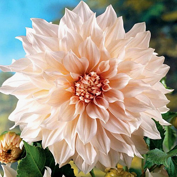 Георгина Декоративная Кафе о Ле