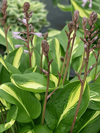 Хоста Broad Street