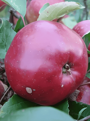 Яблоня Антей