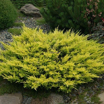 Можжевельник горизонтальный Лайм Глоу