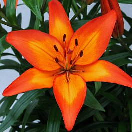 Лилия ЛА-гибрид Фиамма