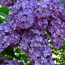 Сирень обыкновенная Синенький скромный платочек