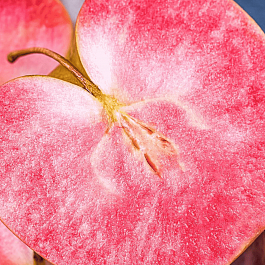 Яблоня Цирцея