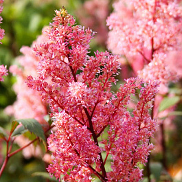 Астильба Арендса Лоллипоп Астильба Арендса Лоллипоп